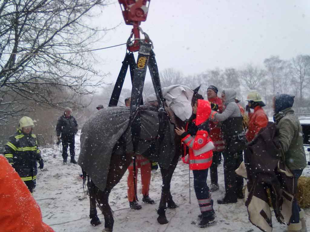 Pferd am Kran